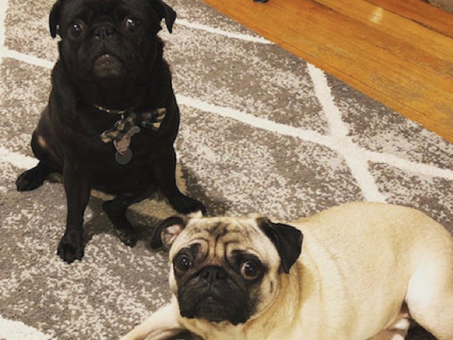 How Do You Start A Preventative Dental Care Program for Your Dog?