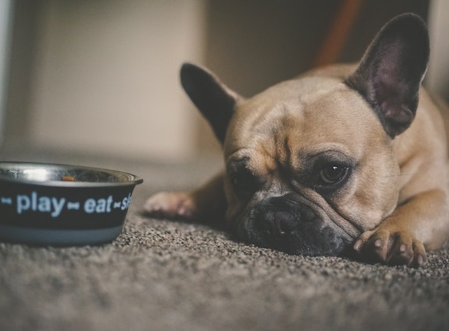 Are You Afraid Your Pet Might Be Overweight?