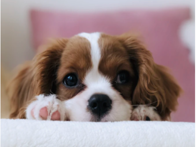 Did You Know that February is Pet Dental Health Month?