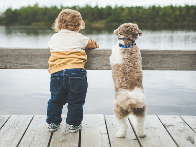 10 Reasons Why Shelter Dogs Are The Best