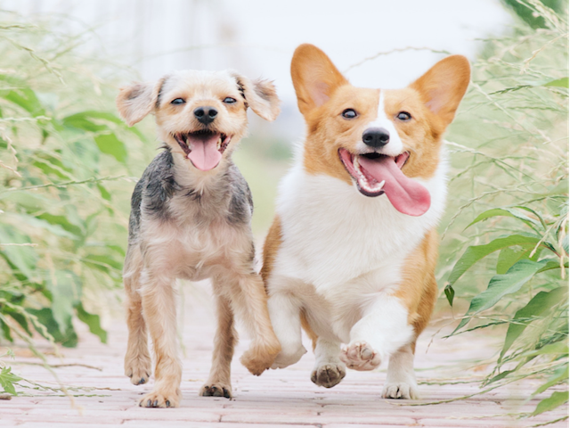 How Do I Prevent Dental Problems In My Dog?