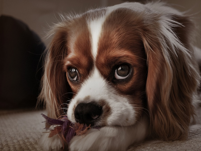 How can I tell if my dog has a loose tooth?