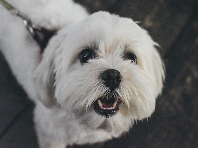 Tips on the Best Flea Prevention Products for Your Pet