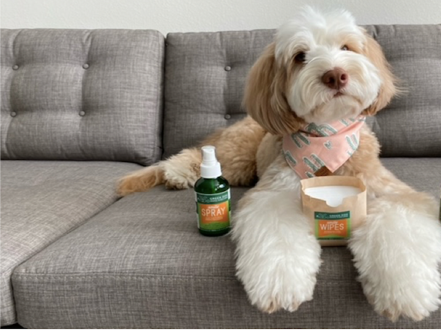 How to Take Care of Your Dog's Teeth