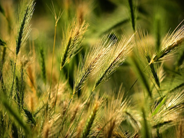 Yikes! The Foxtails are Here and Waiting for Your Pet