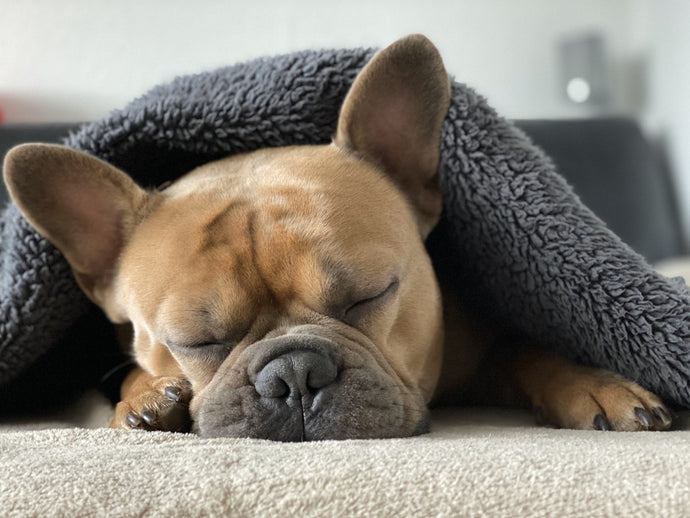 Ultimate Dental Guide For French Bulldogs