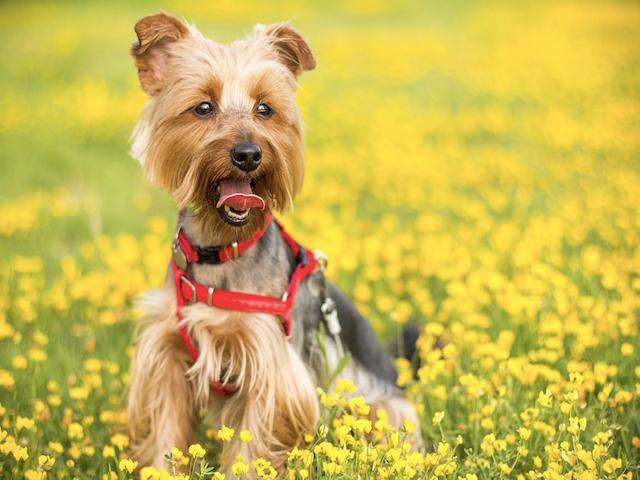 What are the Top April Wellness Tips for Your Dog?