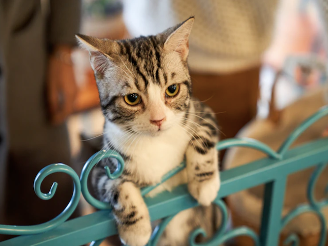 What You Need to Know When Adopting a Cat