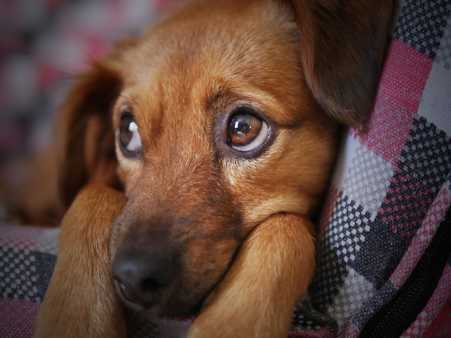 How can I tell if my dog has a toothache?