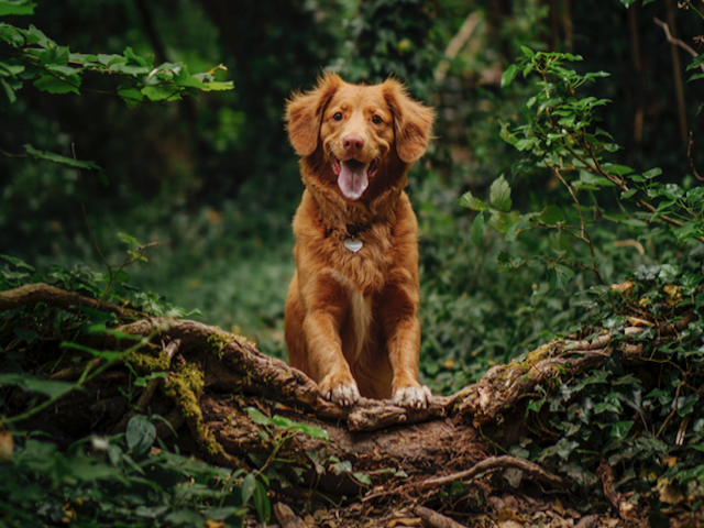 5 Things You Should Know About Golden Retrievers