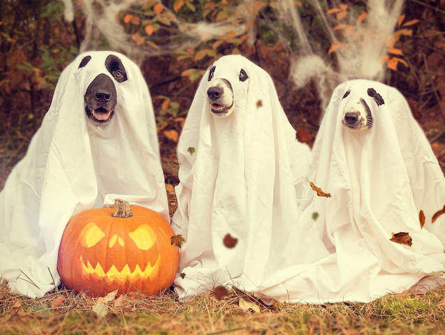 Tips for a Safe and Fun Filled Halloween with Your Pet