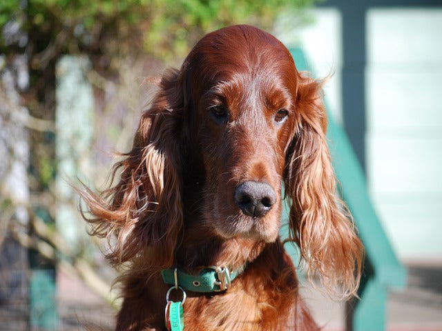 We Love the Majestic Irish Setter