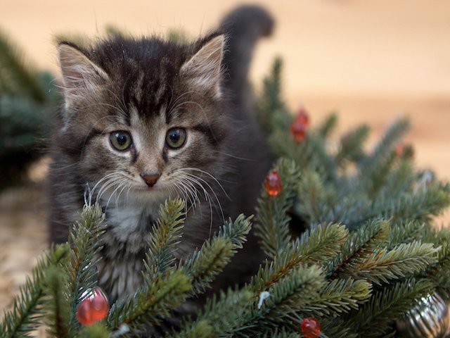 What are Some Ways to Keep My Pets Safe During the Holidays?