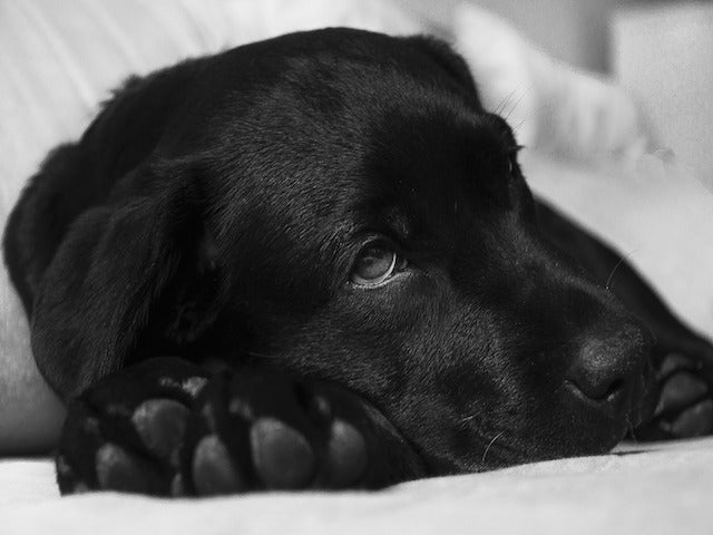 5 Things You Should Know About Your Labrador Retriever