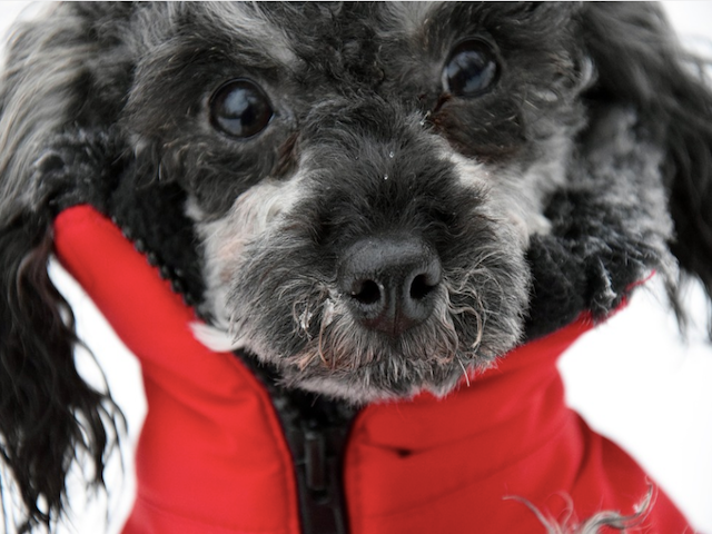 6 Tips for Selecting the Best Winter Coat for Your Dog