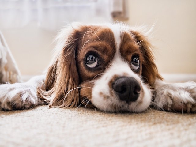 How to Tell if Your Dog has a Toothache
